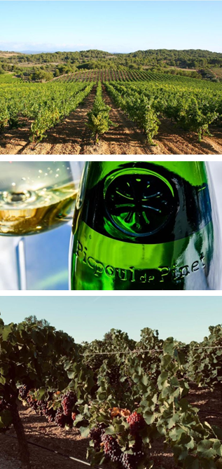 Picpoul de Pinet 4